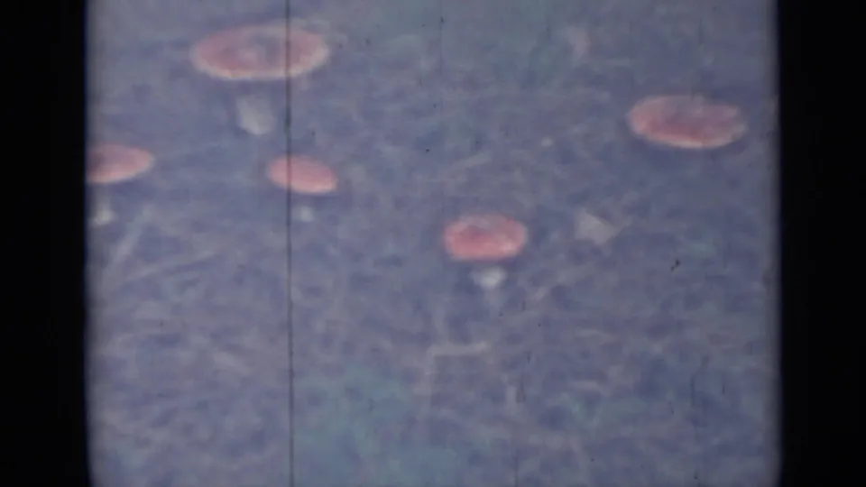 1967 8mm home-movie frame from Saint Petersburg showing pink-capped mushrooms scattered in soft-focus grass.
