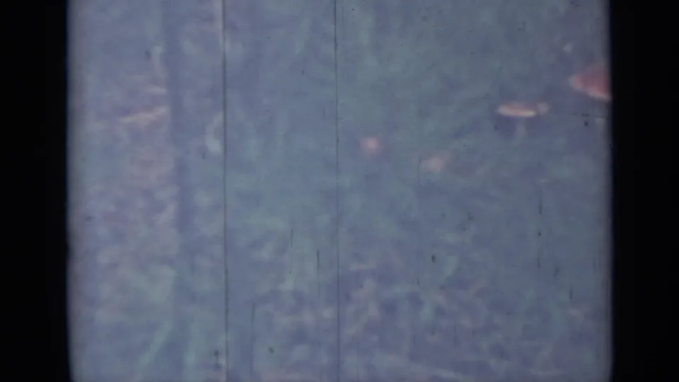 Soft 1967 8mm home-movie frame showing faint pink mushroom caps in blue-green grass near the frame edge.