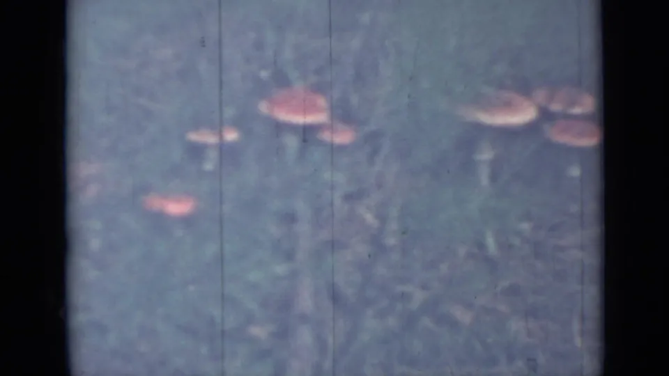 1967 Saint Petersburg 8mm frame showing a small cluster of pink-capped mushrooms in blue-green grass.