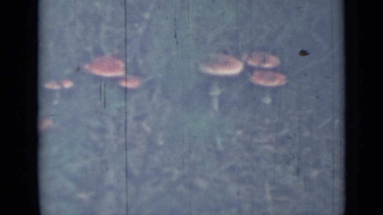 Close view of pink-capped mushrooms in grass, from 1967 8mm home-movie footage identified as Saint Petersburg, Russia.