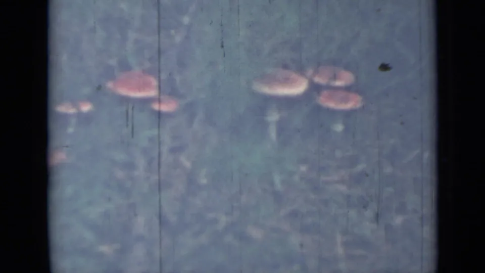 Close view of pink-capped mushrooms in grass, from 1967 8mm home-movie footage identified as Saint Petersburg, Russia.