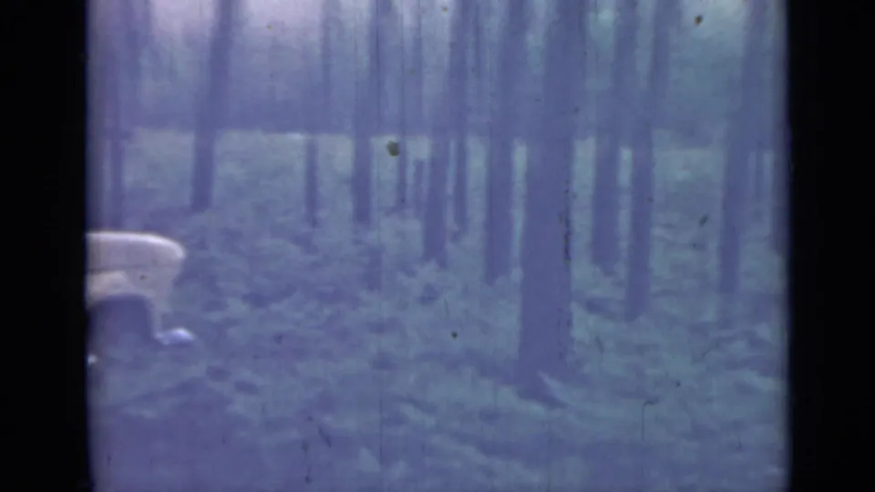 1967 8mm frame near Saint Petersburg with the sedan moving out of view as tall trees and ferns dominate the scene.