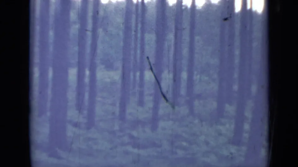1967 8mm frame near Saint Petersburg showing a quiet fern grove with tall trunks after the car has left view.