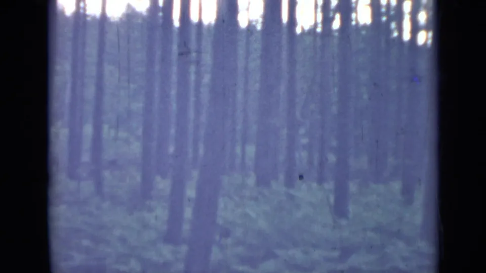1967 8mm frame near Saint Petersburg showing the forest interior with ferns, vertical trunks, and visible film wear.