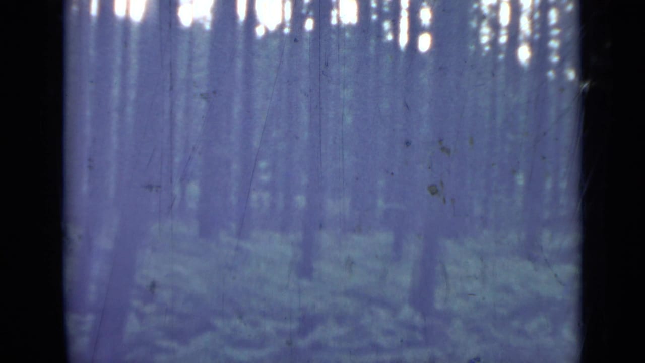 1967 8mm home-movie frame from Saint Petersburg showing tall forest trunks, shaded undergrowth, and bright canopy flecks through a blue-purple cast.