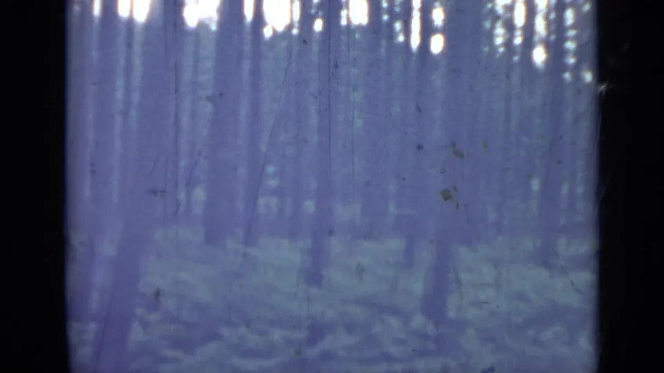 1967 8mm home-movie frame from Saint Petersburg showing tall forest trunks, shaded undergrowth, and bright canopy flecks through a blue-purple cast.