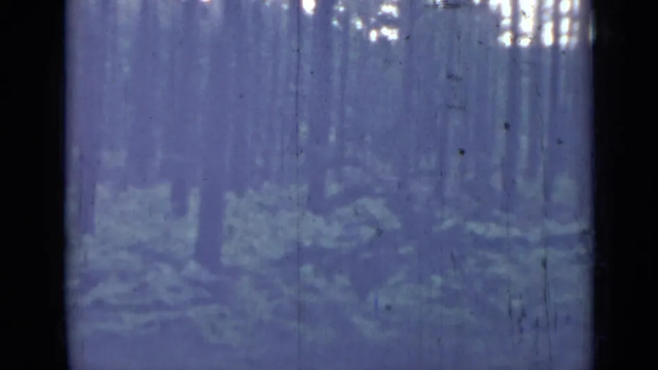 1967 Saint Petersburg forest frame with a dark foreground trunk dividing soft woodland, low vegetation, and dappled light on aged 8mm film.