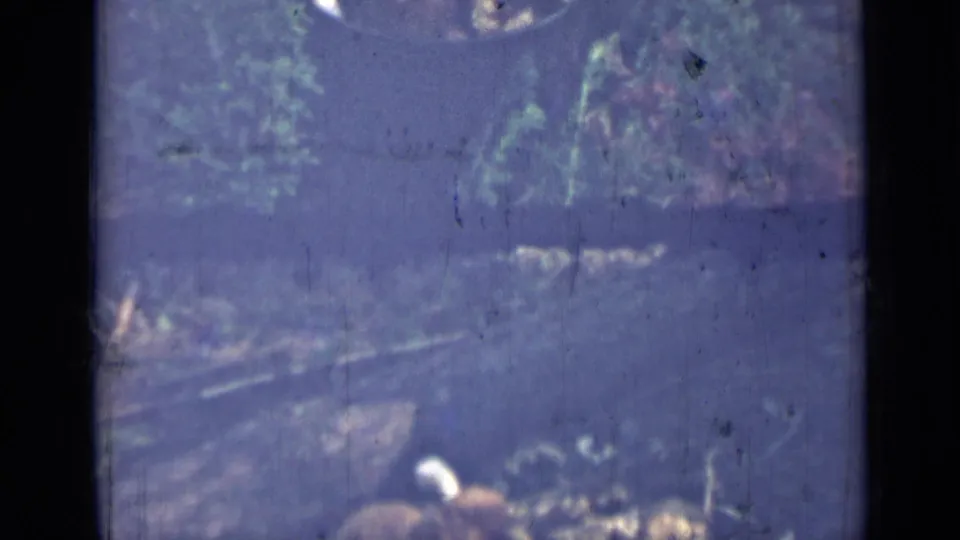 1967 8mm frame from the Saint Petersburg forest scene showing the lower woods, shaded floor, scattered light, and heavy archival surface marks.