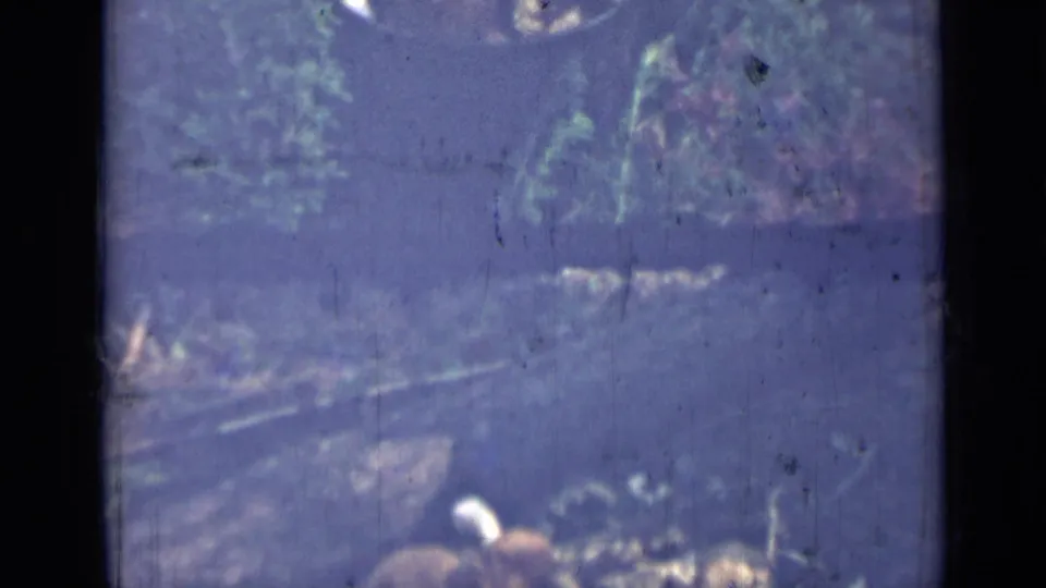 Final 1967 Saint Petersburg 8mm frame showing a quiet woodland floor, pale undergrowth, vertical trunks, and blue-purple aging or exposure cast.