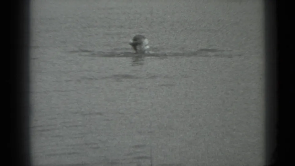 A swimmer remains partly submerged near the center of the frame in 1983 Moscow lake footage, with ripples and soft 8mm texture.