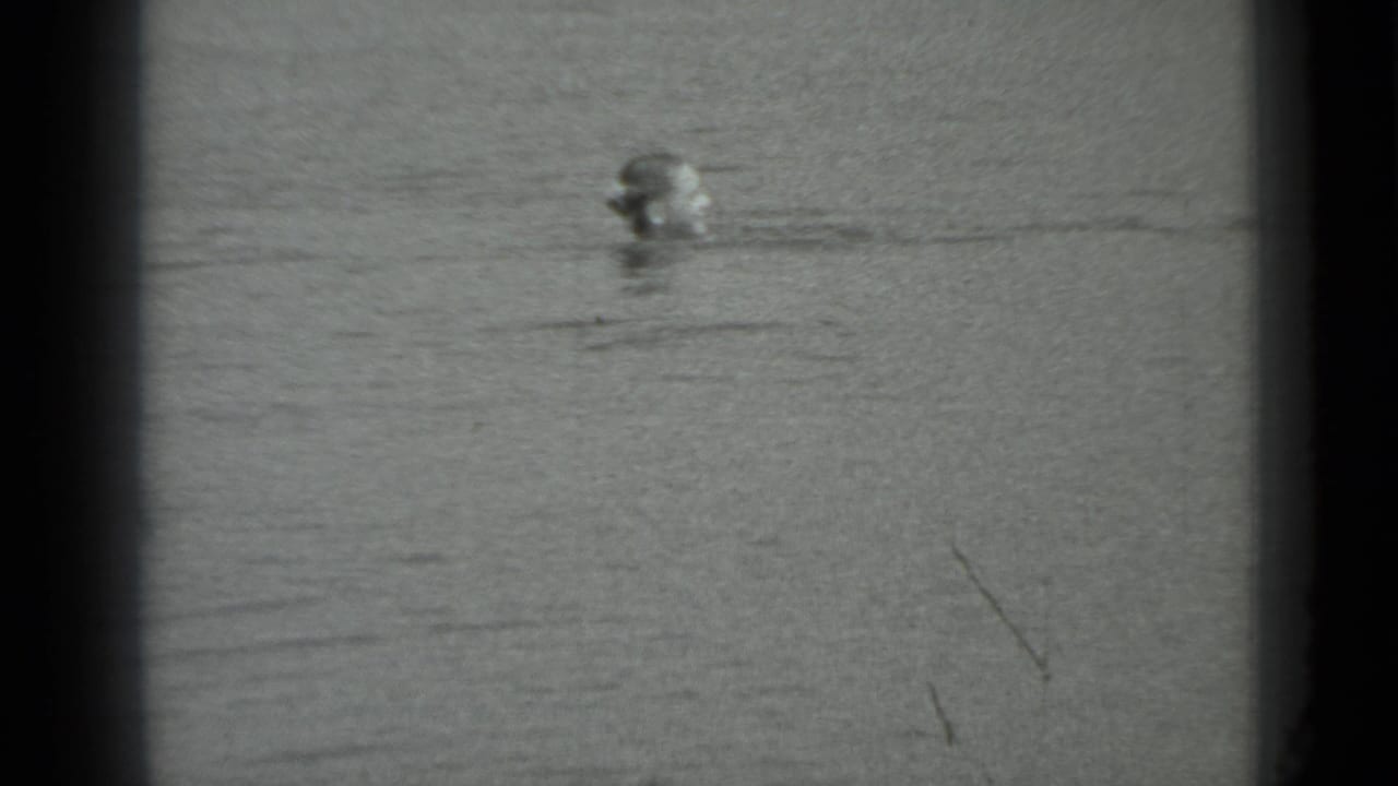 Swimmer's head above water near the upper center of the frame.