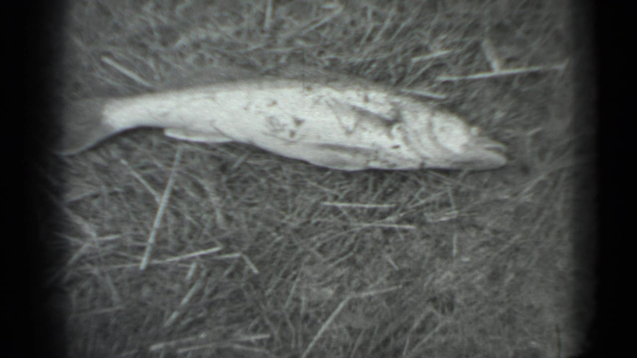 A dead fish lies on dry grass in 1983 Moscow 8mm home-movie footage, framed in soft black-and-white with heavy edge vignetting.