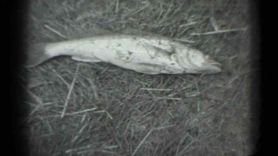 A dead fish lies on dry grass in 1983 Moscow 8mm home-movie footage, framed in soft black-and-white with heavy edge vignetting.