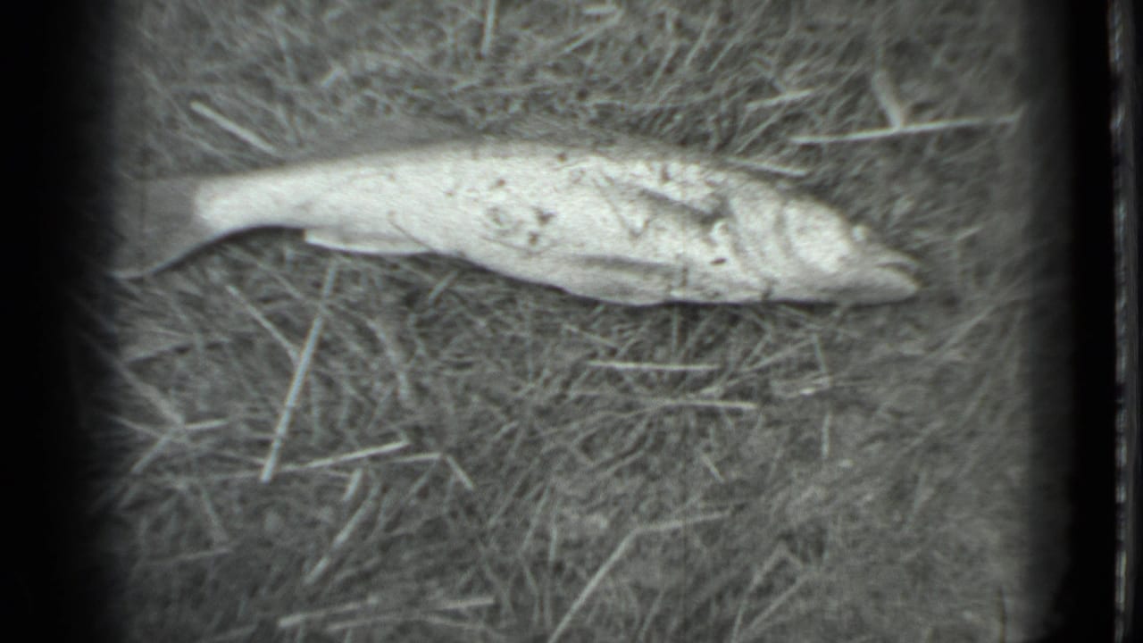 The dead fish remains on dry grass, its pale body and scales visible in soft black-and-white 8mm footage from the Moscow 1983 clip.