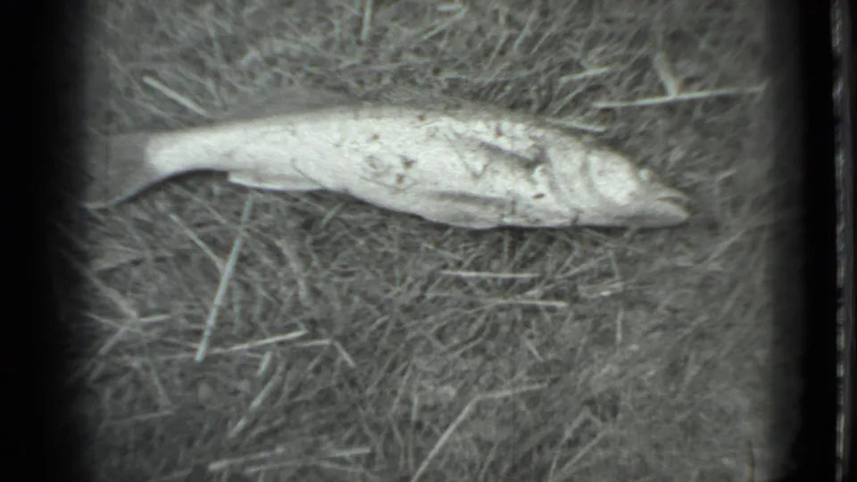 The dead fish remains on dry grass, its pale body and scales visible in soft black-and-white 8mm footage from the Moscow 1983 clip.
