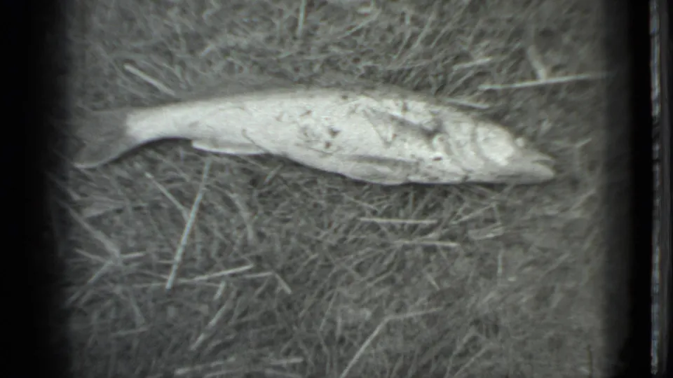 A closer 1983 Moscow frame shows the dead fish stretched across dry grass, with soft focus and visible black-and-white 8mm grain.