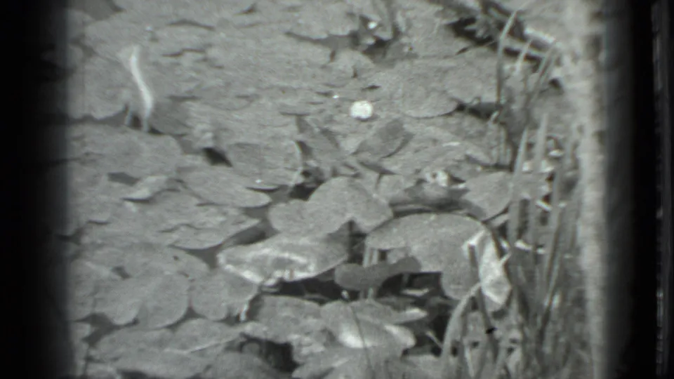 The clip shifts to a pond surface with lily pads, dark water gaps, and plant stems, still in grainy 1983 Moscow 8mm home-movie footage.
