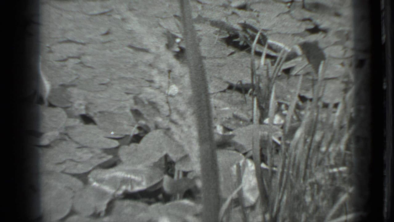 1983 Moscow 8mm frame showing lily pads and reeds along a quiet pond edge in soft black-and-white focus.