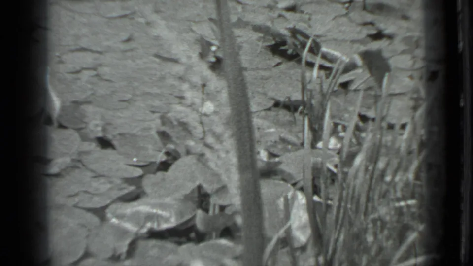 1983 Moscow 8mm frame showing lily pads and reeds along a quiet pond edge in soft black-and-white focus.