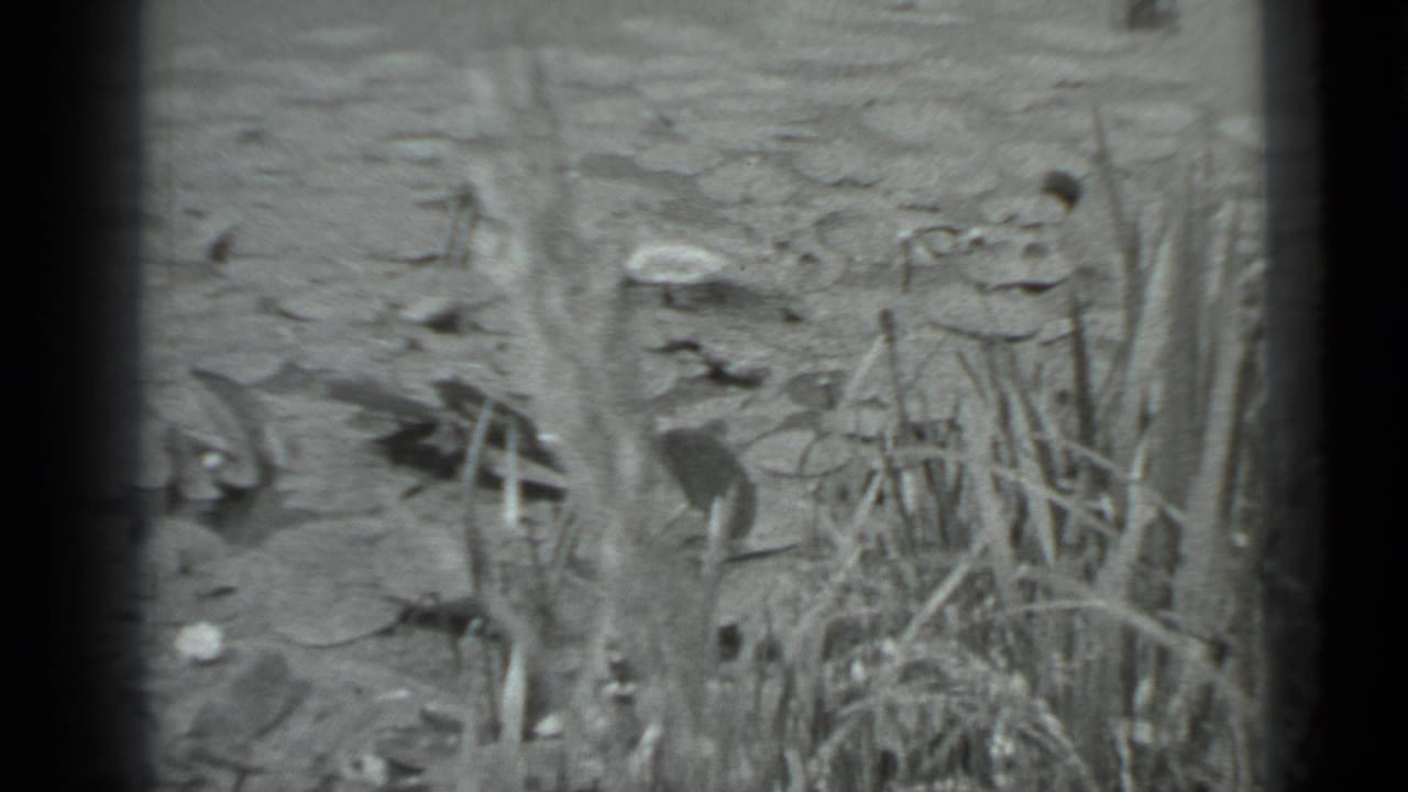 Reeds and lily pads beside still pond water.