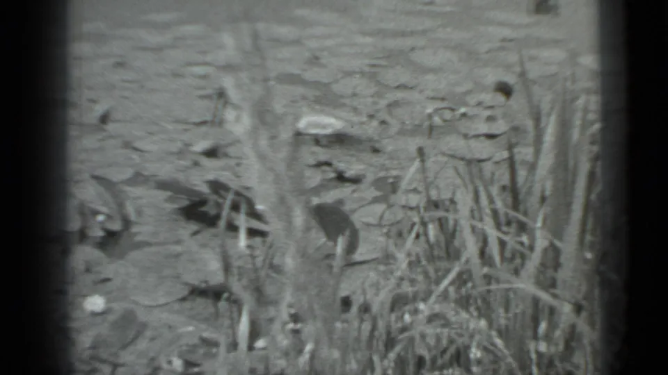 Black-and-white 8mm view of reeds, lily pads, and pond surface in the Moscow nature scene.