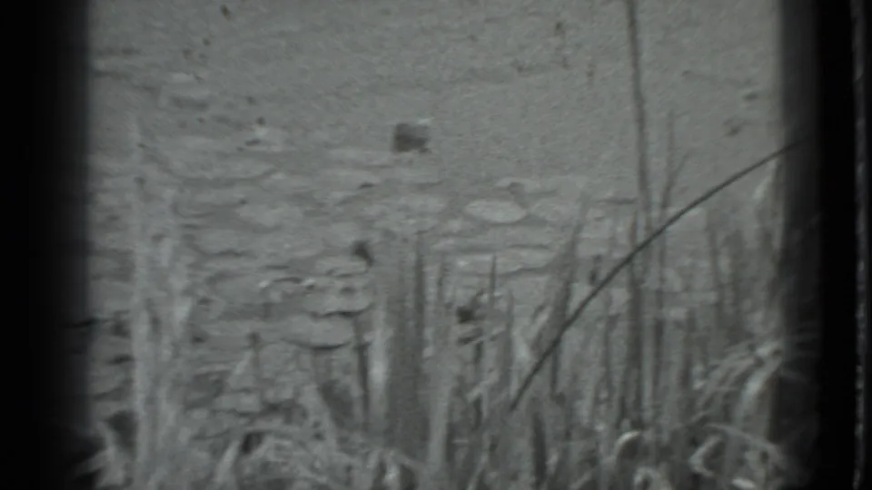 Soft 1983 home-movie frame showing a pond bank, scattered lily pads, and tall reeds in Moscow.
