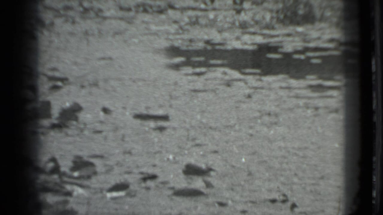 Rocky shoreline and shallow water with the subject mostly out of frame.