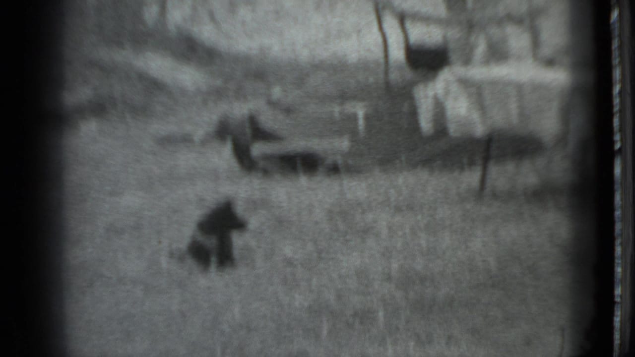 Black-and-white 8mm frame from the Moscow campground showing a small dog in the grass near a covered outdoor table.