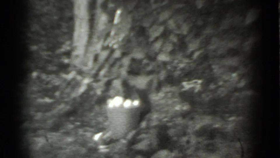 A metal bucket filled with pale round fruit rests on wooded ground in the 1983 Moscow home-movie scene.