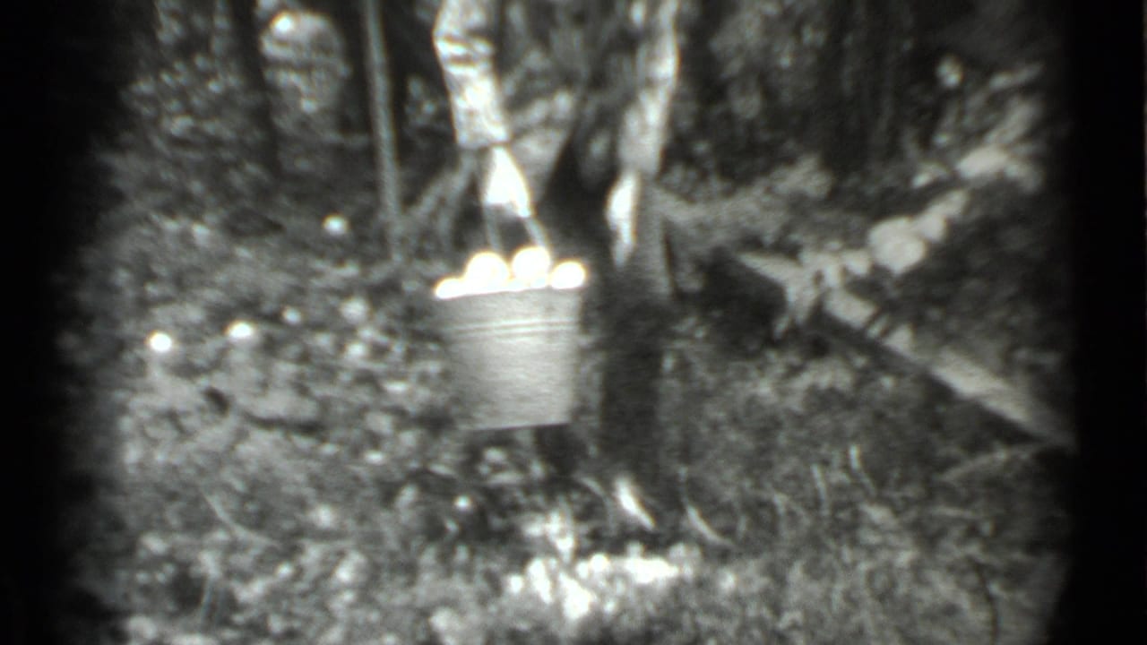 In Moscow, Russia, 1983 home-movie footage, a woman in a headscarf stands in an orchard holding a metal bucket filled with apples.