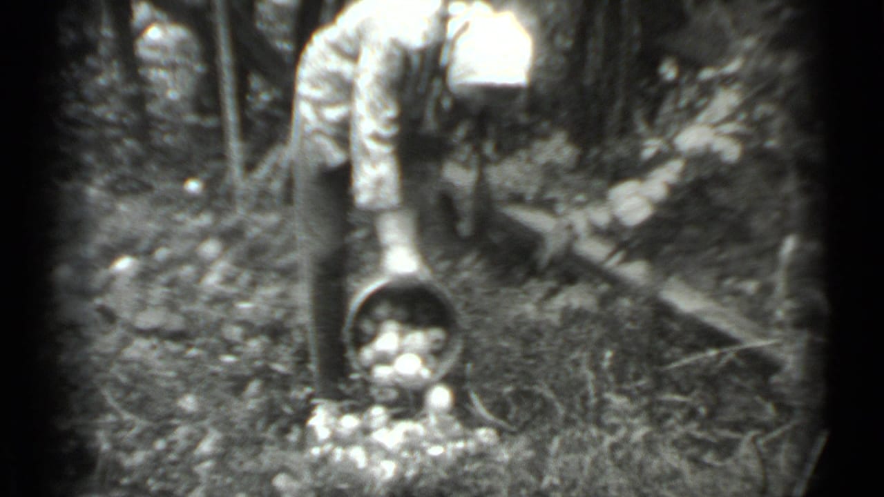 Woman bends over and tips a bucket near apples on the ground.