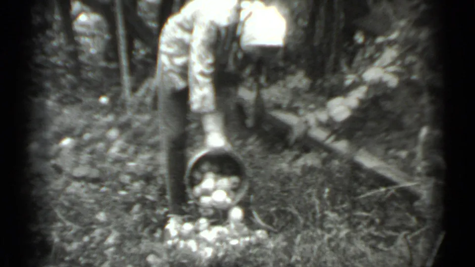 The woman bends in the wooded Moscow orchard, tipping a metal bucket beside scattered apples on the leaf-covered ground.