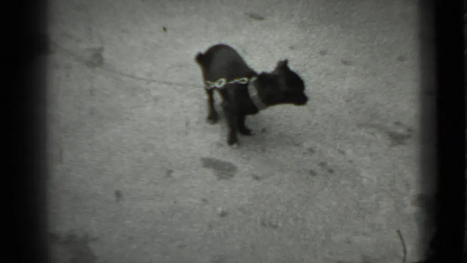 A small dark dog wearing or attached to a chain turns sideways on a paved surface in the 1983 Moscow footage.