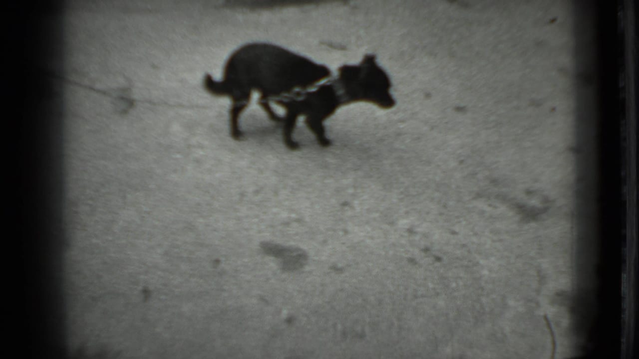 Small black leashed dog pauses on a paved walkway in 1983 Moscow home-movie footage.