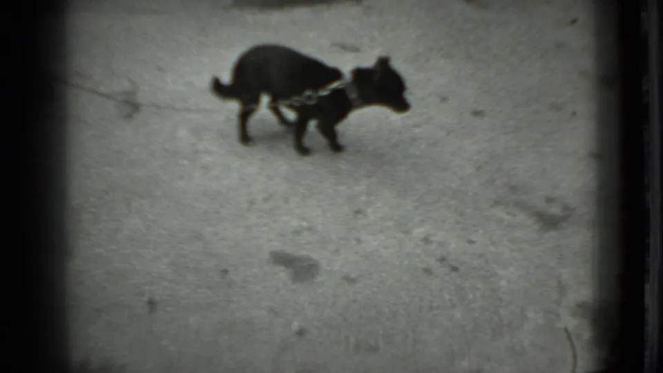 Small black leashed dog pauses on a paved walkway in 1983 Moscow home-movie footage.