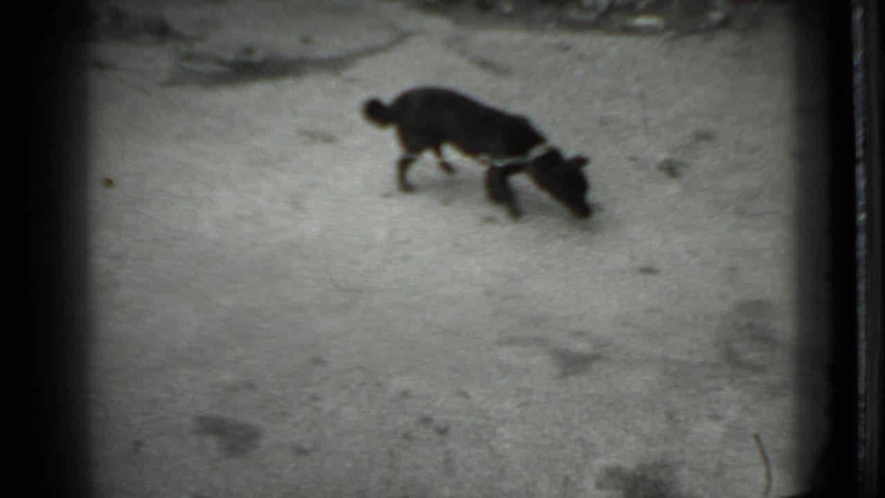 Small black dog lowers its head to sniff the pavement.