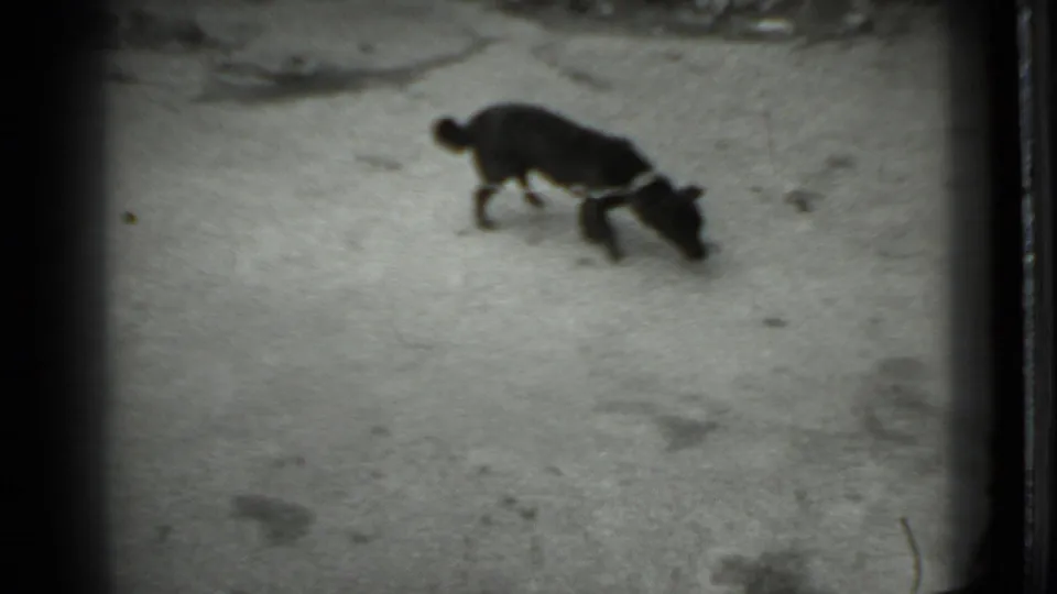 Small black dog on a leash sniffs the paved ground in 1983 Moscow home-movie footage.