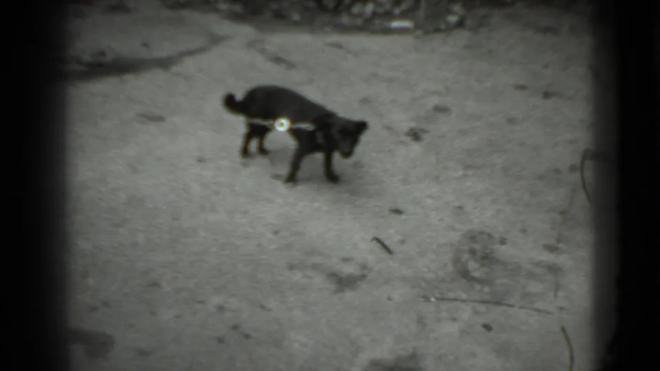 Leashed small black dog turns back toward the camera on a paved Moscow walkway in 1983 footage.