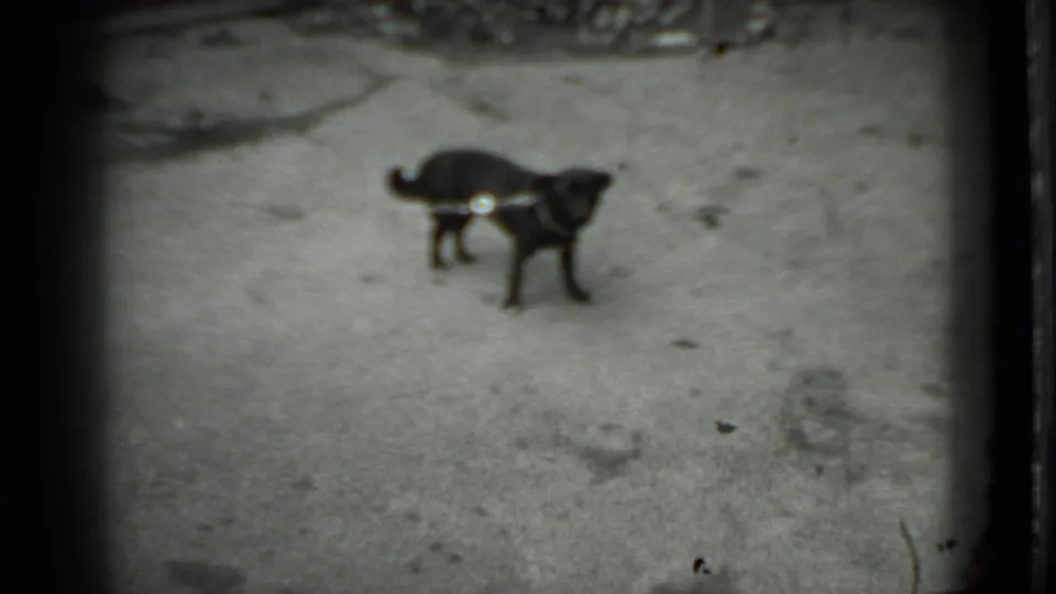 Small black leashed dog faces the camera on rough pavement in archival 1983 Moscow footage.