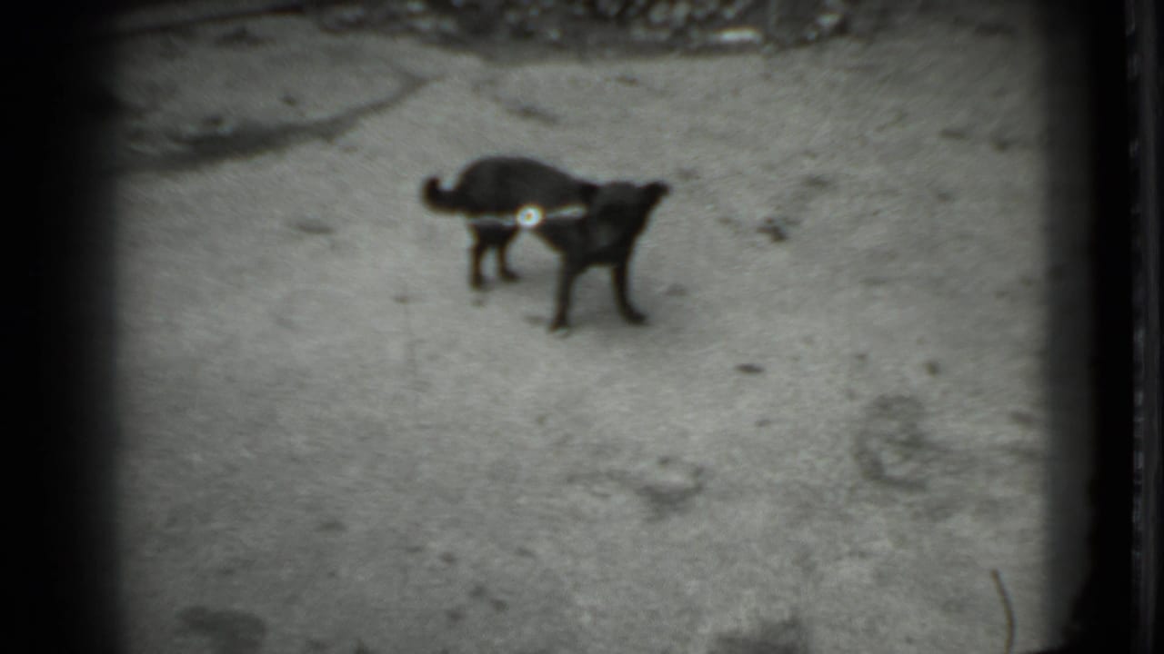 Small black dog standing on rough concrete with a visible tether near its collar.