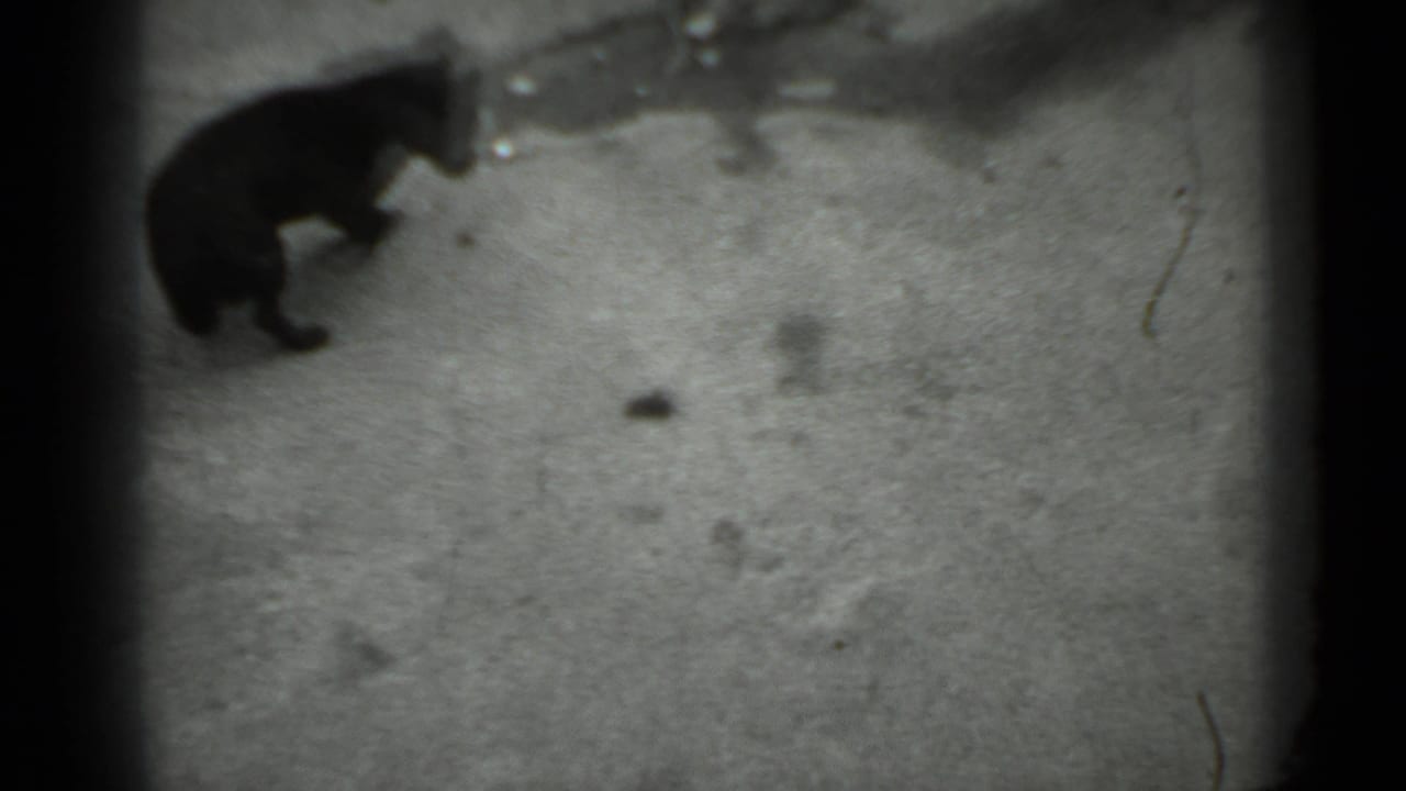 A black dog appears in profile on a sparse concrete surface in the 1983 Moscow home-movie footage, with the background mostly empty.