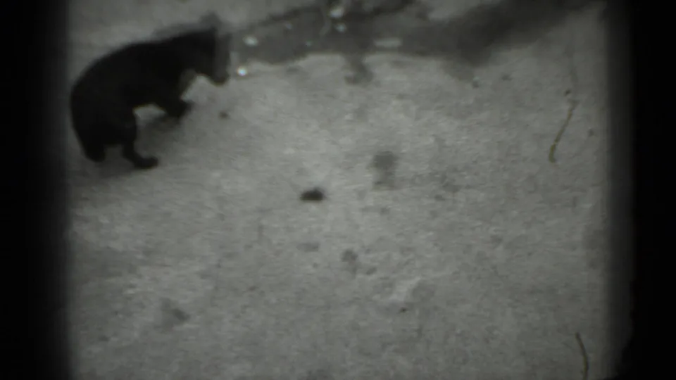 A black dog appears in profile on a sparse concrete surface in the 1983 Moscow home-movie footage, with the background mostly empty.