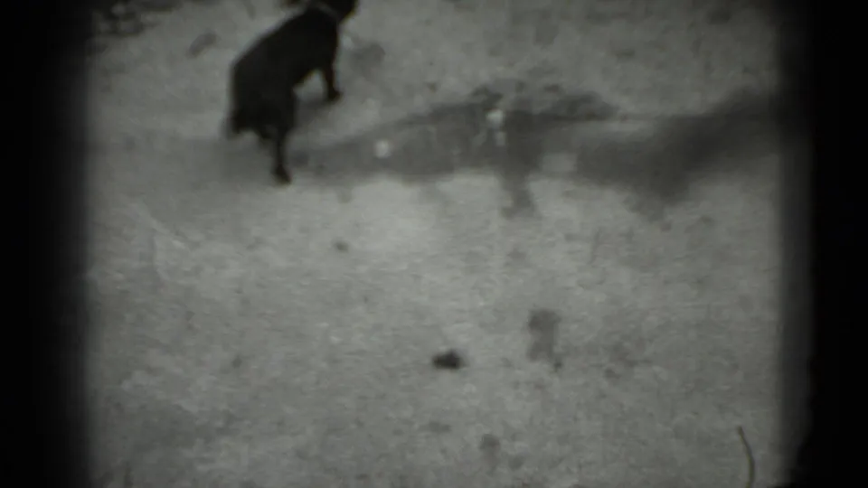 The black dog moves partly out of frame at the left edge, leaving the rough concrete ground and film gate edges prominent.