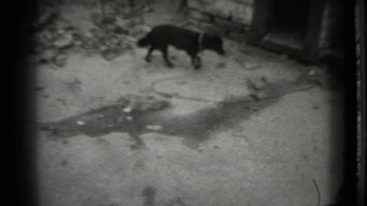 Small dark dog walking on paved ground near a building entrance.