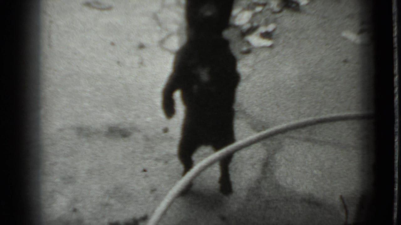 Small dark dog upright on its hind legs with a leash crossing the frame.
