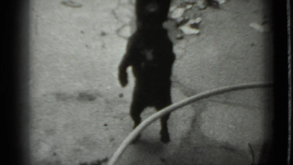 Small dark dog appears upright on its hind legs as a leash curves through the frame in an outdoor Moscow setting.