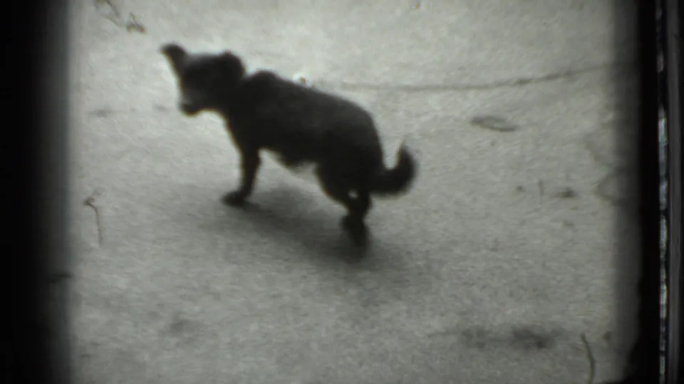 Small dark dog is seen from above while upright or turning on a paved outdoor surface in grainy 8mm footage.