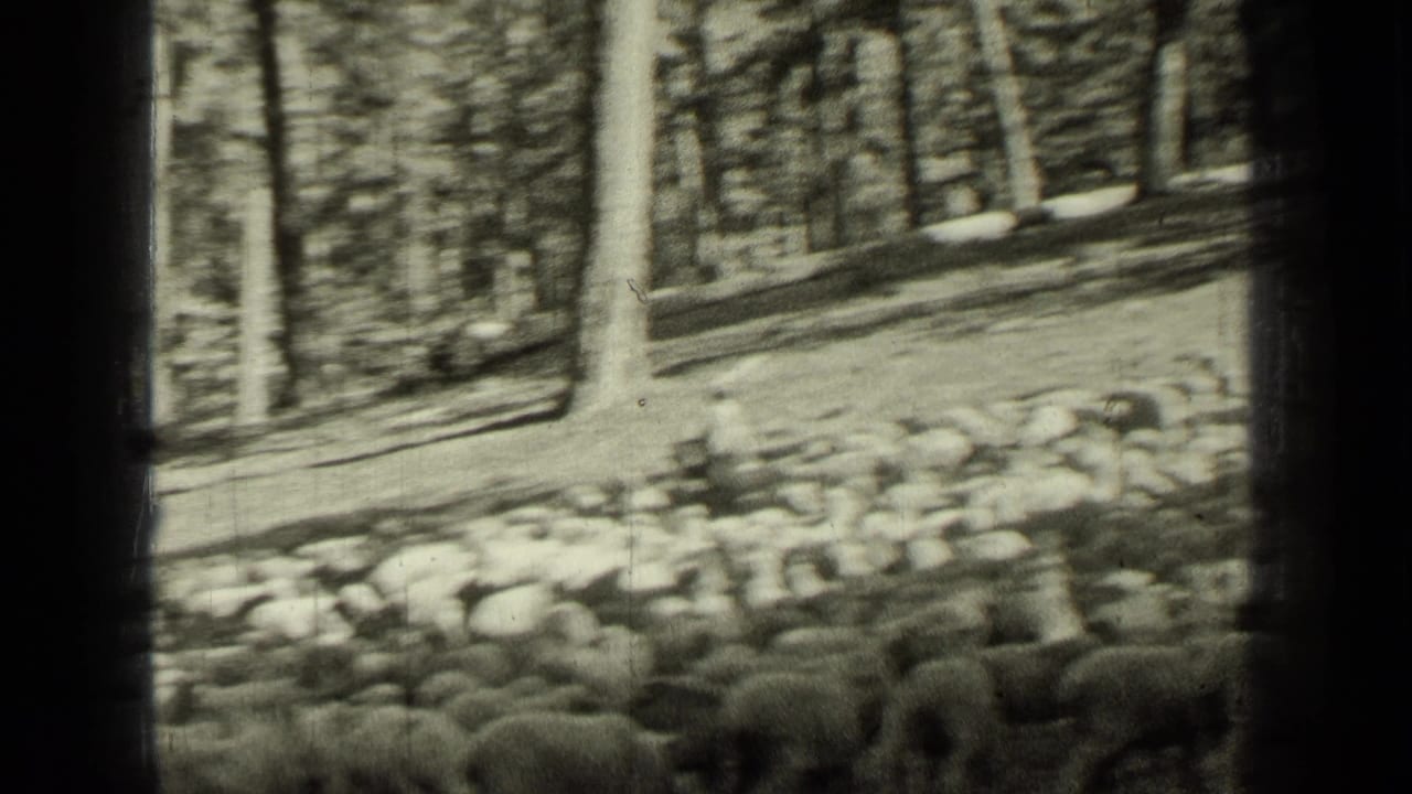 Large flock of sheep moving through a forest clearing among tall trees.