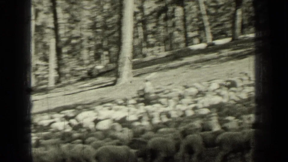 1937 Bend, Oregon home-movie frame showing many sheep clustered in a wooded clearing with tall tree trunks around them.