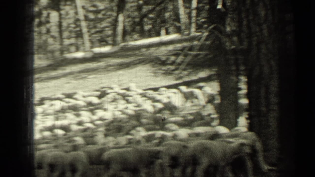 Sheep gathered across a wooded slope with tall trees in the background.
